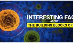Interesting facts about the Building Blocks of Life
